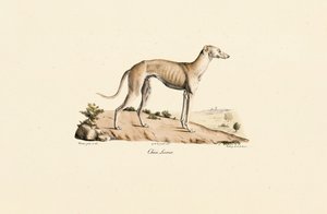 Windhund von Jacques Christophe Werner