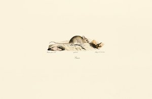 Hausmaus