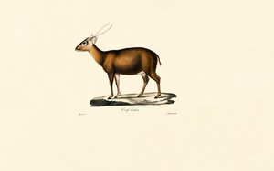Indischer Muntjak (Cerf Cochon) von Jacques Christophe Werner