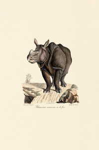 Indisches Nashorn, Vorderansicht