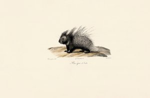 Italienisches Stachelschwein von Jacques Christophe Werner