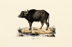 Italienischer Wasserbüffel von Jacques Christophe Werner