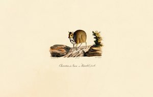 Javanischer Hirschmaus (Weiblich)