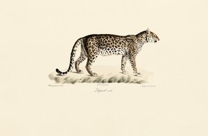 Leopard, männlich
