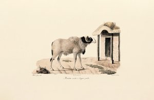 Langbeiniger Berberschaf