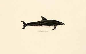 Langschnauziger Delfin