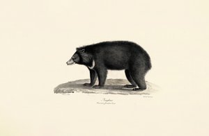 Malaiischer Sonnenbär