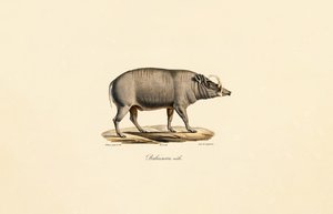 Männlicher Babirusa von Jacques Christophe Werner