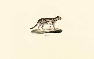 Margay