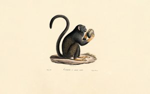 Mona-Affe mit Frucht