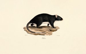 Bisamratte von Jacques Christophe Werner