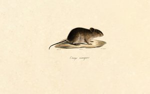 Namaqua-Felsenmaus von Jacques Christophe Werner