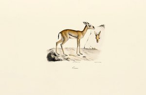 Nordafrikanische Gazelle von Jacques Christophe Werner
