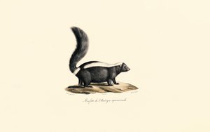 Nordamerikanisches Stinktier von Jacques Christophe Werner