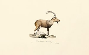 Nubischer Steinbock