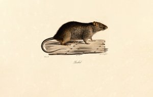 Pazifische Ratte von Jacques Christophe Werner