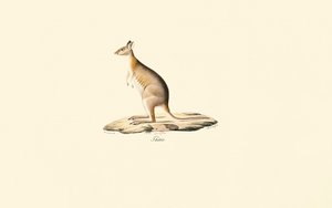 Rotnacken-Pademelon von Jacques Christophe Werner