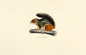 Rotstreifen-Chipmunk von Jacques Christophe Werner
