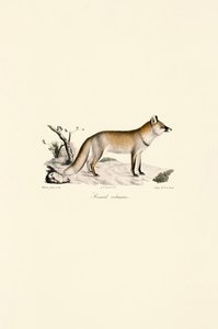 Rotfuchs (Vulpes vulpes) von Jacques Christophe Werner
