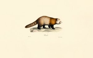 Roter Panda (Ailurus fulgens)