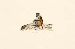 Rhesusaffe (Macaca mulatta)