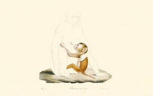 Rhesusaffenbaby