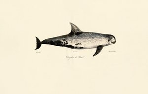 Risso-Delfin