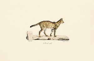 Serval, männlich