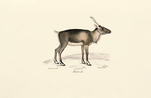 Sibirisches Moschustier von Jacques Christophe Werner