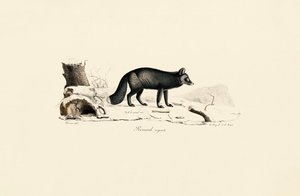 Silberfuchs von Jacques Christophe Werner