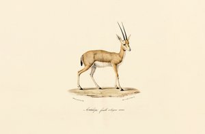 Schlankhorn-Gazelle, Weibchen