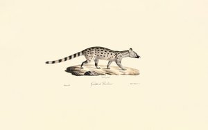 Klein gefleckte Ginsterkatze