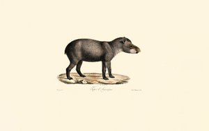 Südamerikanischer Tapir