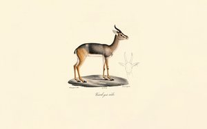 Südlicher Riedbock (Männlich) von Jacques Christophe Werner
