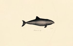 Südlicher Glattwal-Delfin