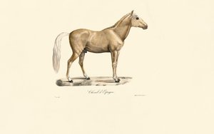 Spanisches Pferd von Jacques Christophe Werner