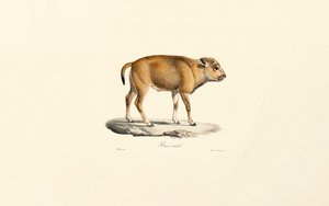 Takin von Jacques Christophe Werner