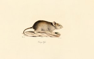 Vlei-Ratte von Jacques Christophe Werner