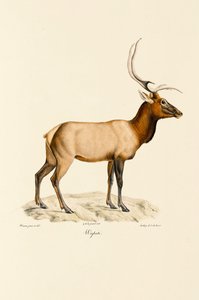 Wapiti von Jacques Christophe Werner