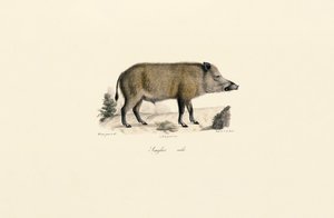 Wildschwein von Jacques Christophe Werner