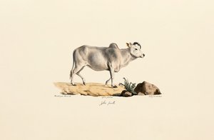 Zebu Weiblich