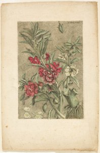 Springkraut, aus Collection des plantes usuelles, curieuses, et étrangères