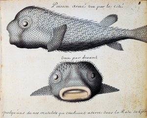 Gepanzerter Fisch, Vorder- und Seitenansicht, Sao Vicente Insel, Kap Verde, Aquarell aus dem Logbuch von Jacques Gouin de Beauchesne, Kapitän der Compagnie royale de la Mer du Sud, von 1698 bis 1701, Frankreich