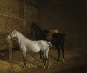 Ein graues Pony und ein schwarzer Charger in einem Stall