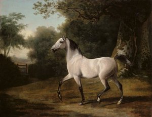 Ein grauer arabischer Hengst in einer bewaldeten Landschaft