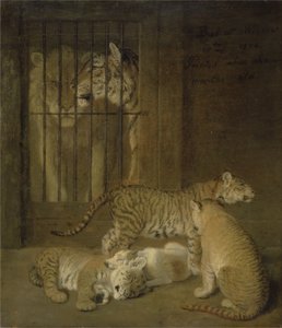 Gruppe von Welpen, gezüchtet zwischen einem Löwen und einer Tigerin