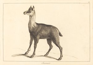 Gämse von Jacques Philippe Le Bas and Jean Eric Rehn after Jean Baptiste Oudry