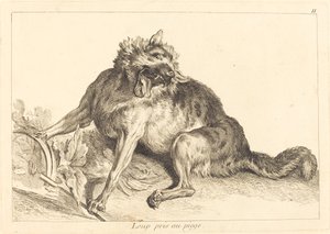 Wolf in einer Falle gefangen