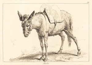 Maultier (Muli oder gesattelter Esel)