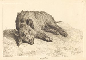 Wildschwein liegend, Kopf nach links (Sanglier)